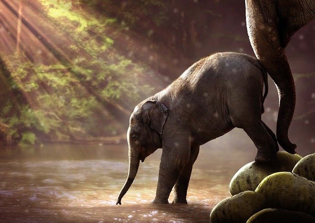 Cría de elefante bebiendo en un lago con su madre