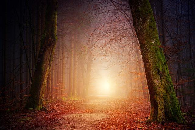 Paisaje bosque